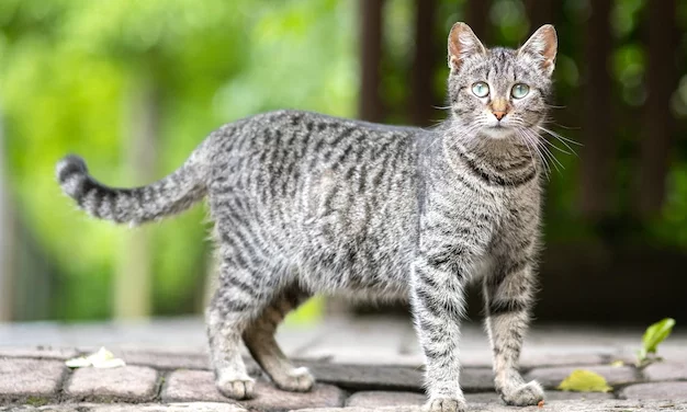 Внезапный гость