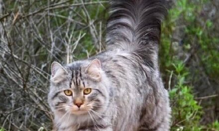 Новогоднее настроение. Кото-фото.