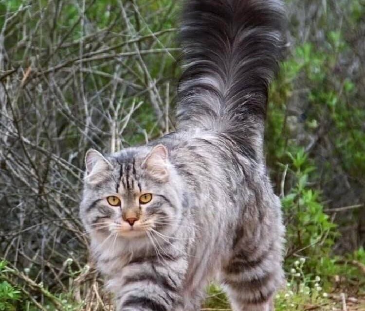Новогоднее настроение. Кото-фото.