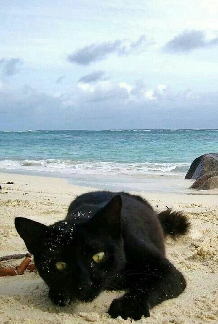 Котики у моря