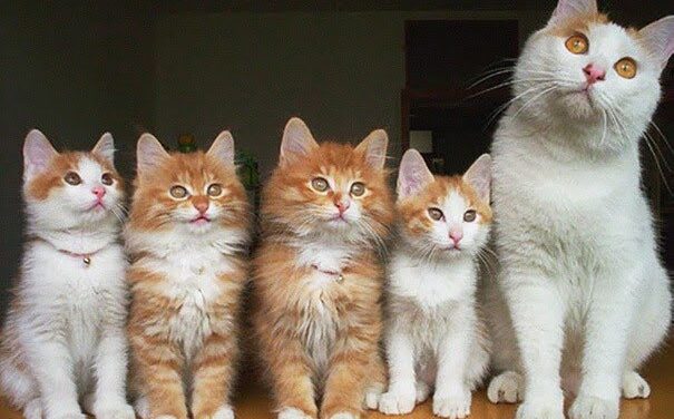 20 мамочек-кошек с невероятно милыми котятками