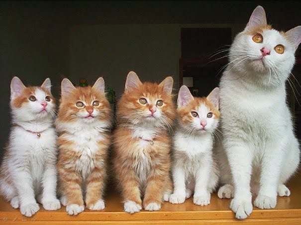 20 мамочек-кошек с невероятно милыми котятками