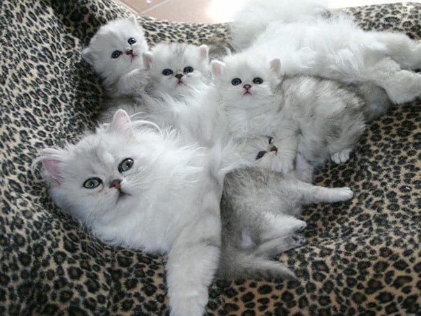 20 мамочек-кошек с невероятно милыми котятками