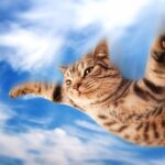Дневник Кота-Дельтаплана