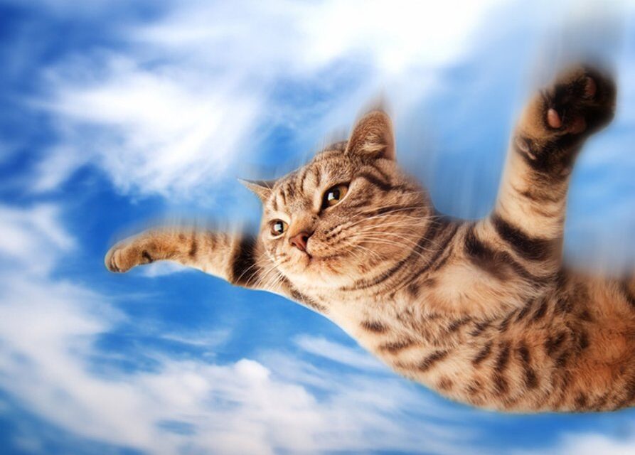 Дневник Кота-Дельтаплана
