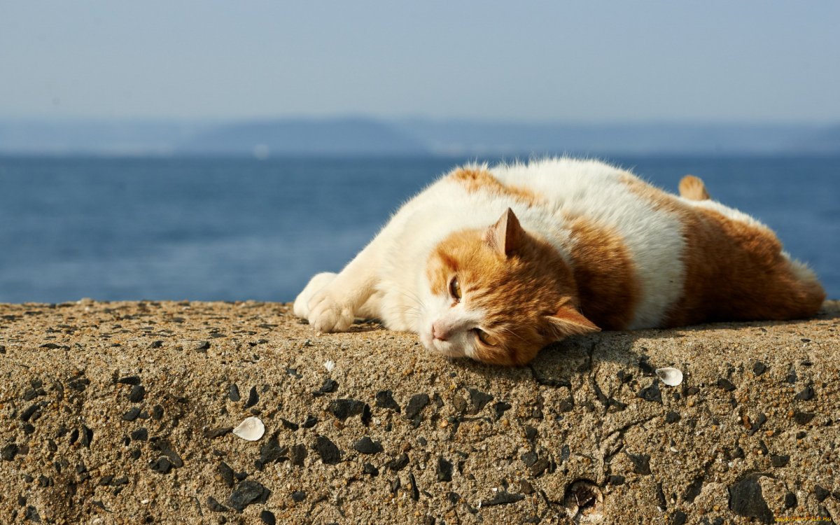 Кот на берегу моря лежит