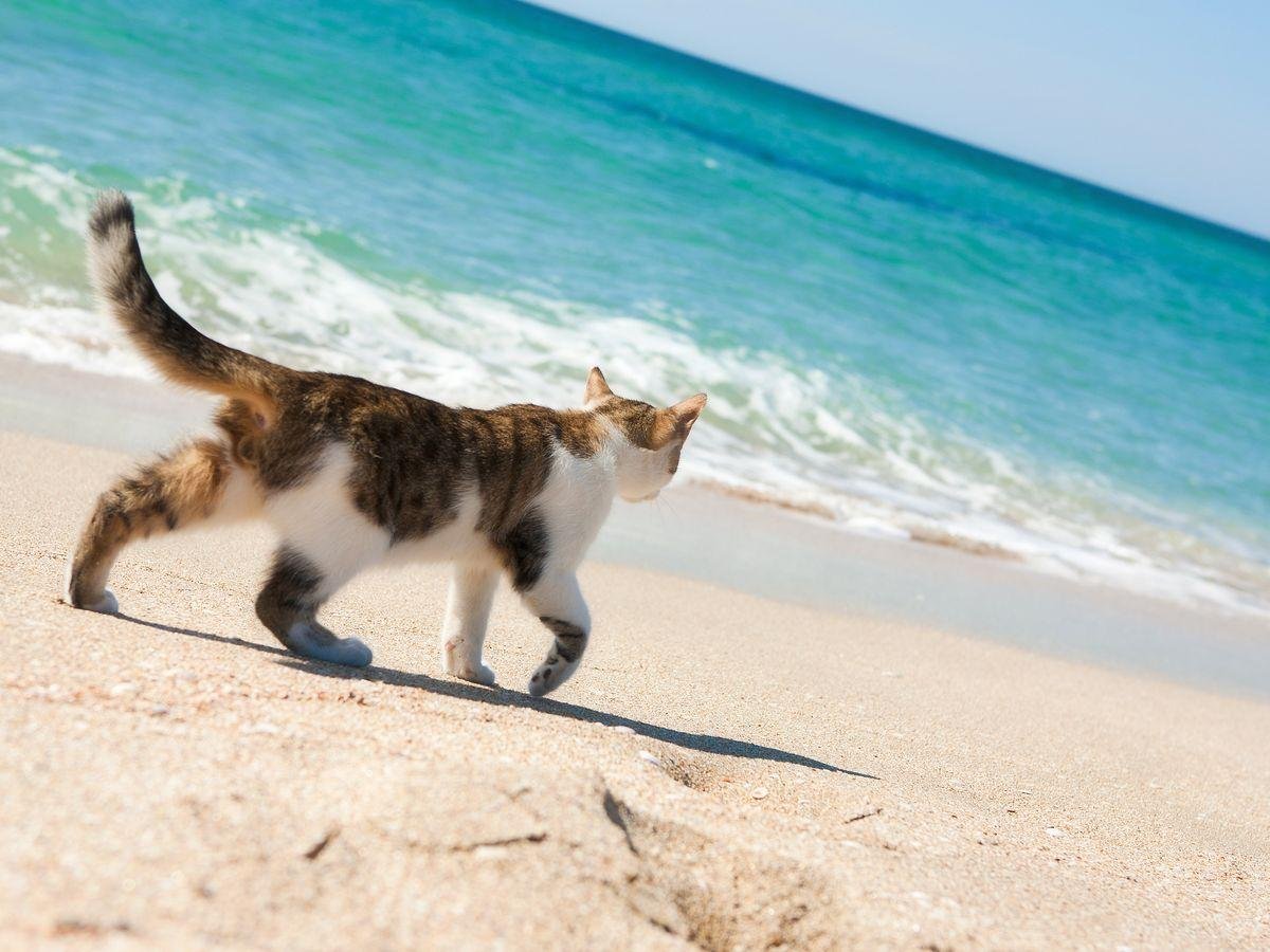 кошки море