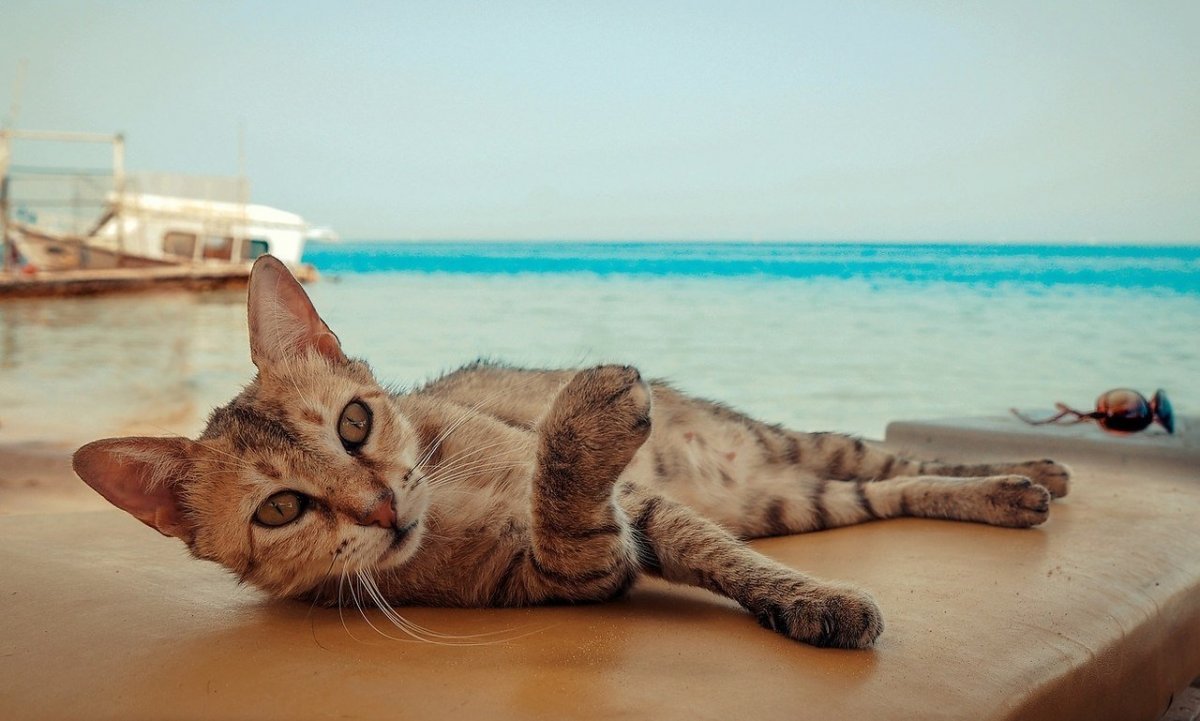 Кот на берегу моря