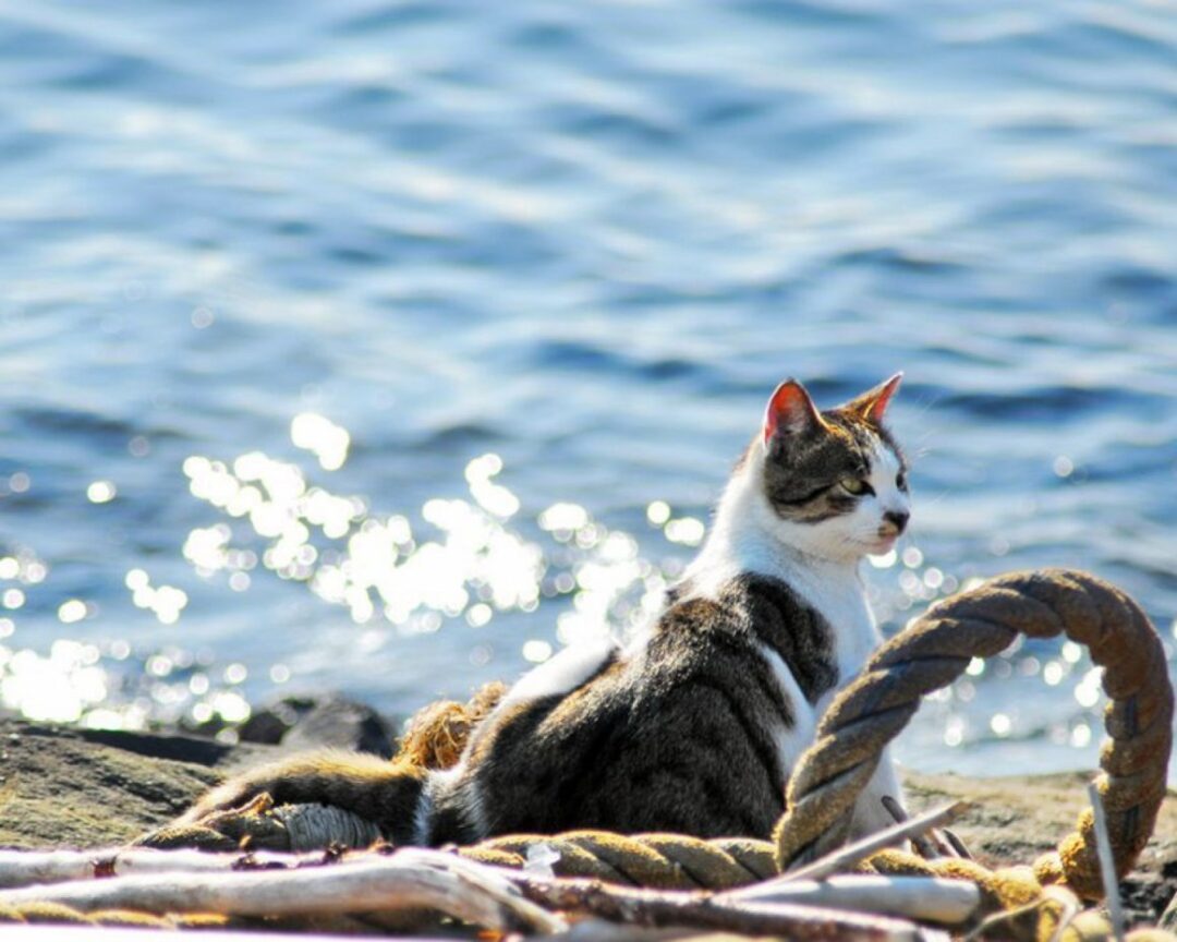 Кошка на море
