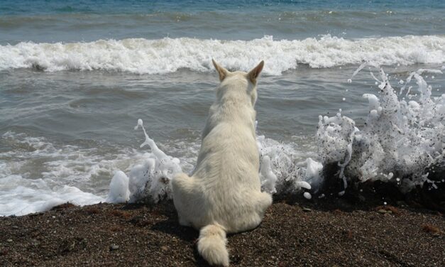 КОТэ и море