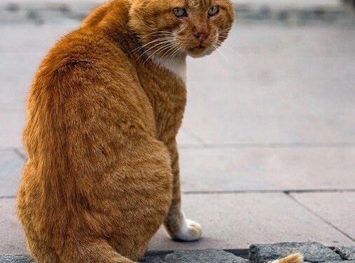 Ты — тень моей души