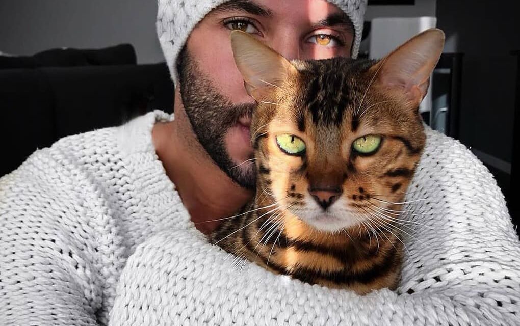 Котики-воришки