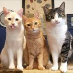 Три кота Апокалипсиса