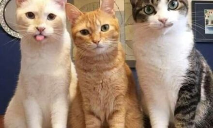 Три кота Апокалипсиса