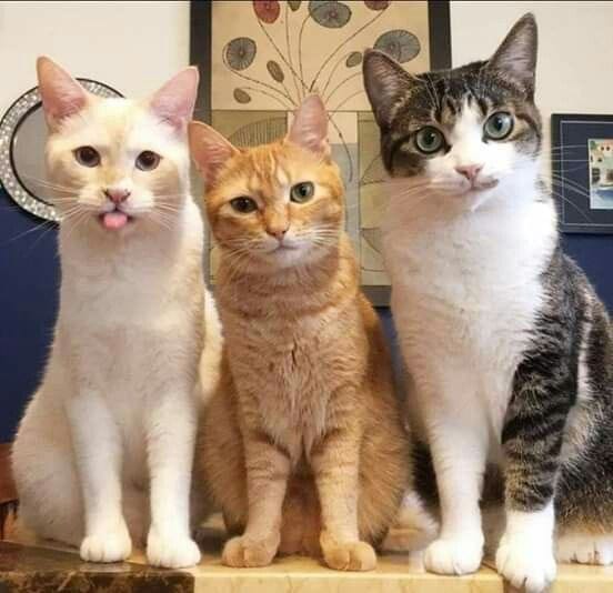 Три кота Апокалипсиса