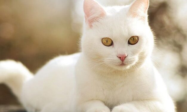 Богатые тоже плачут