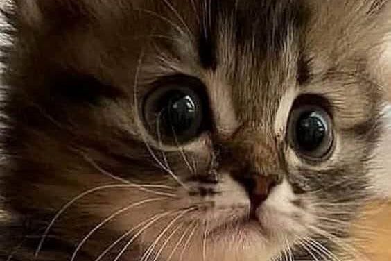 Инфекция бродячая..