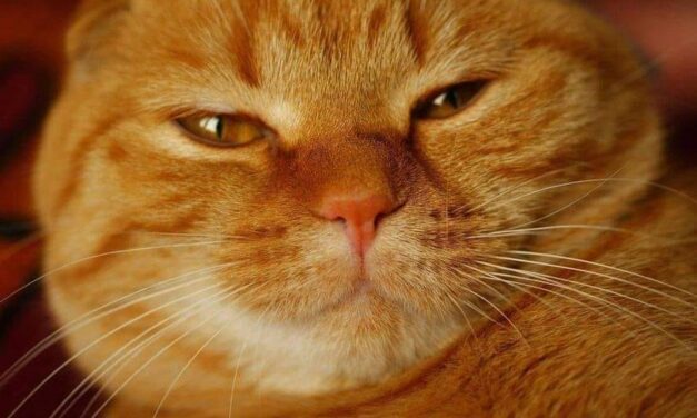 Любовник моей мамы