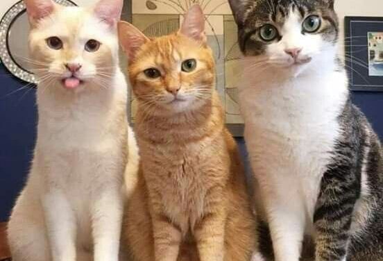 Три коти Апокаліпсису