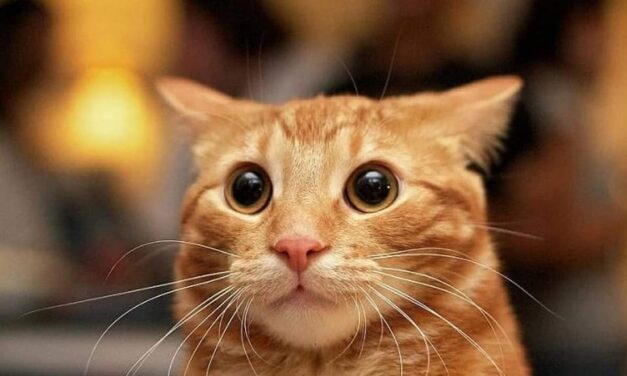 Дорогой Лео!