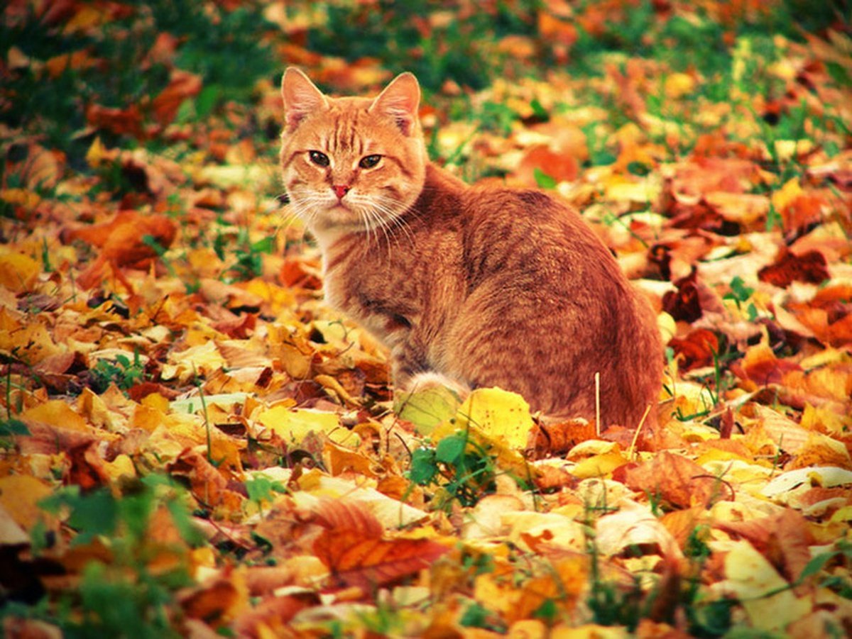 Осенний котик картинки. Кошка осень. Рыжий кот осень. Рыжий кот осенью. Рыжий кот в осеннем лесу.