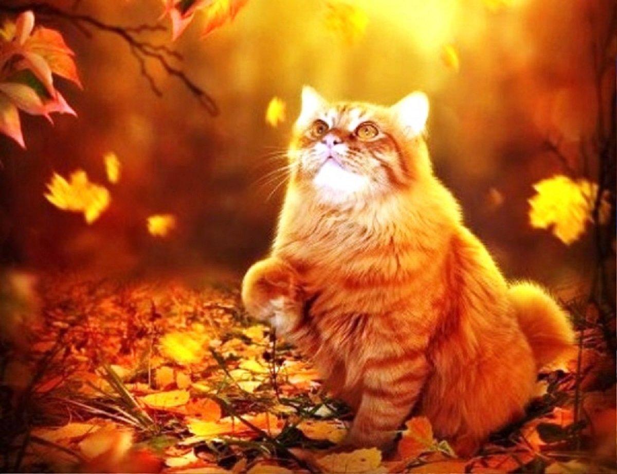 Осенний котик