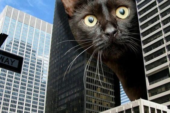 Кот учит меня божественному