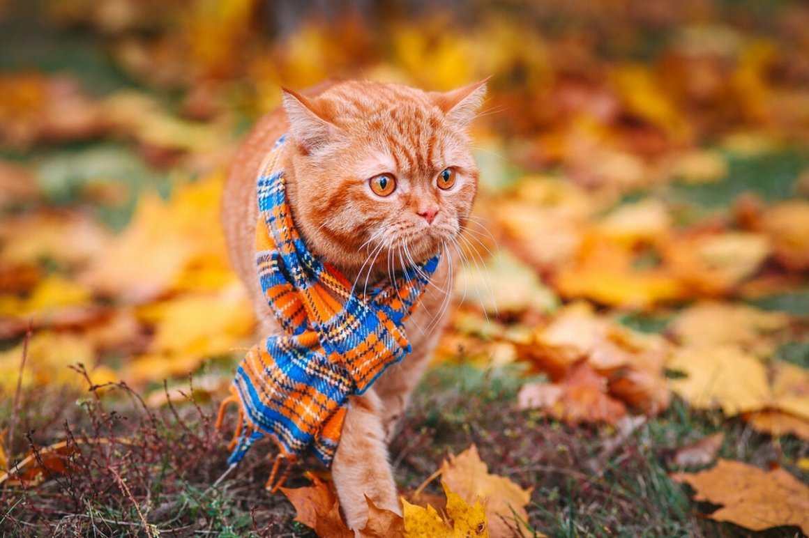 Котик в шарфике осень