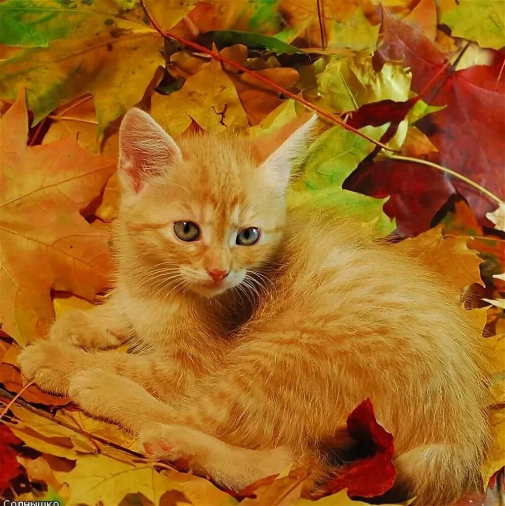 Рыжий котенок в осенней листве
