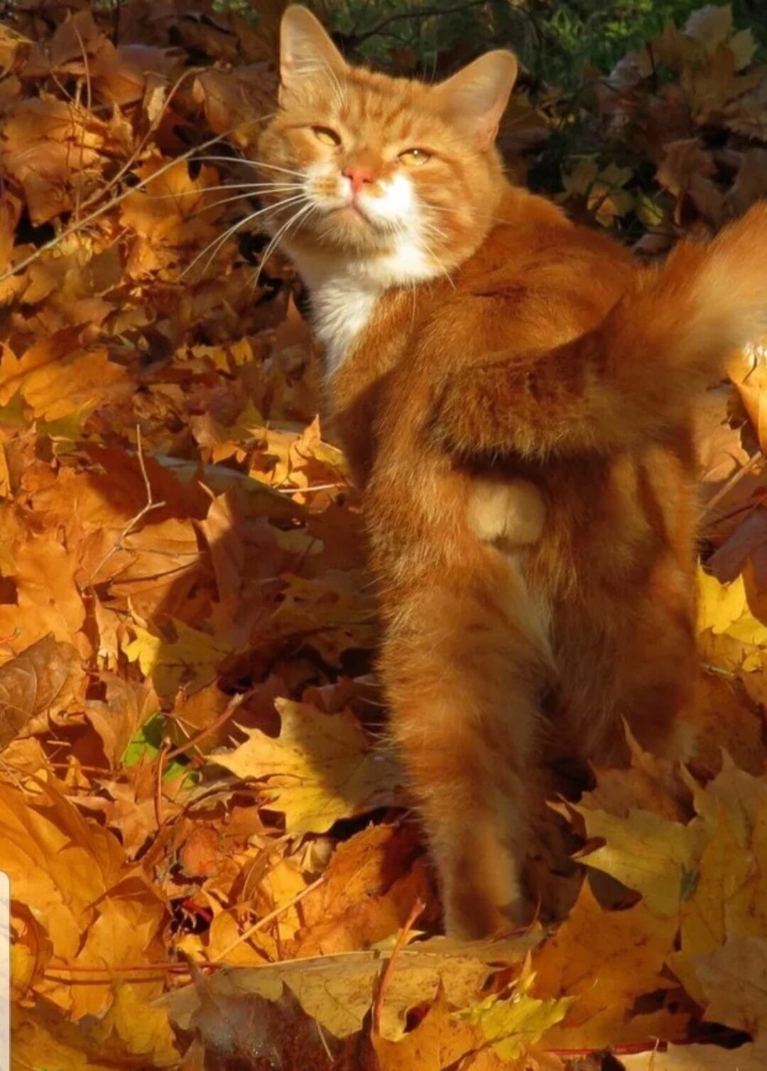 Рыжий кот осень