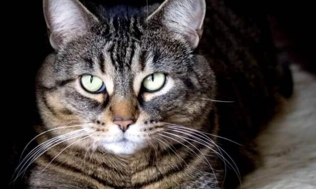 Сама так себе, зато кот умный…