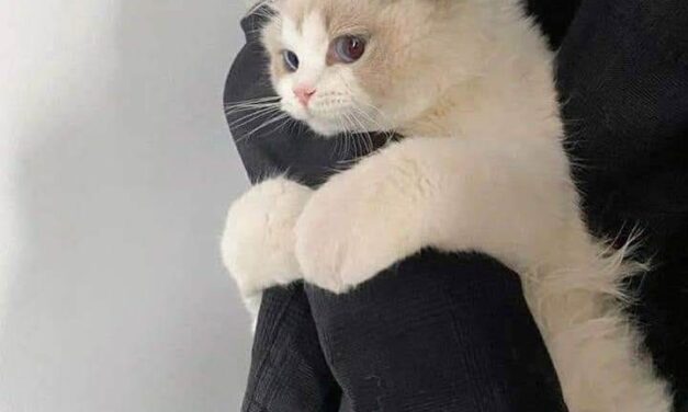 Зефирка, которая боялась темноты