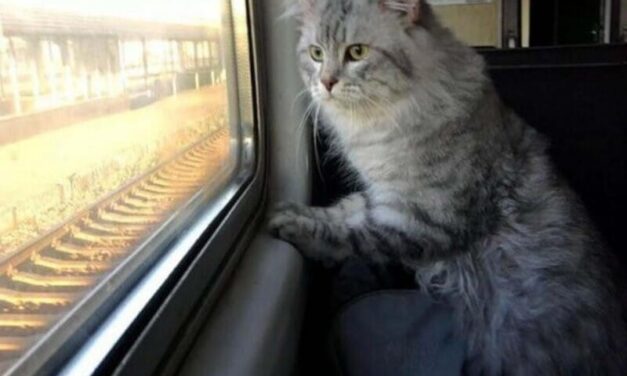 Серый кот и поезда