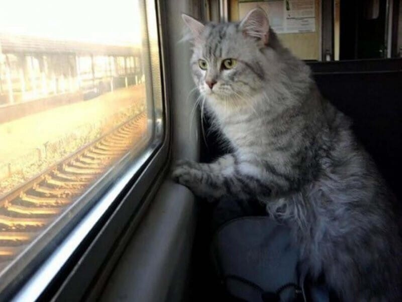Серый кот и поезда