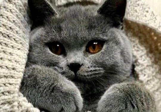 Боже,храни Королеву