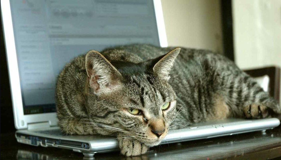 Кот программиста