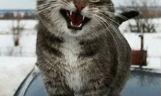 Васька и порш. Не все коту..