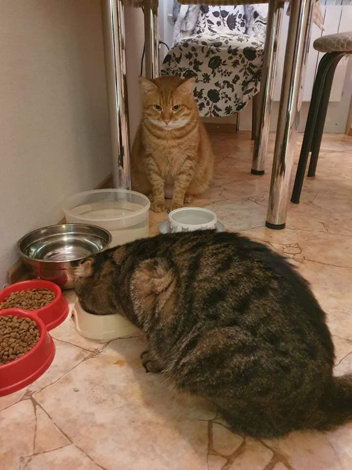 Гостевые коты