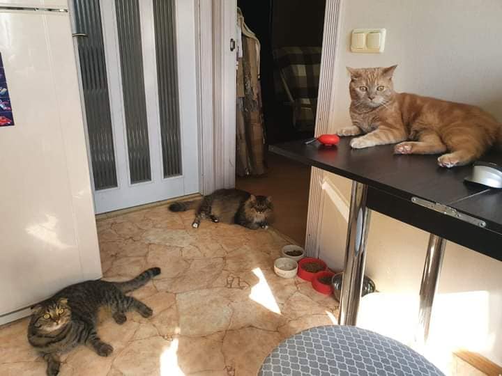 Гостевые коты