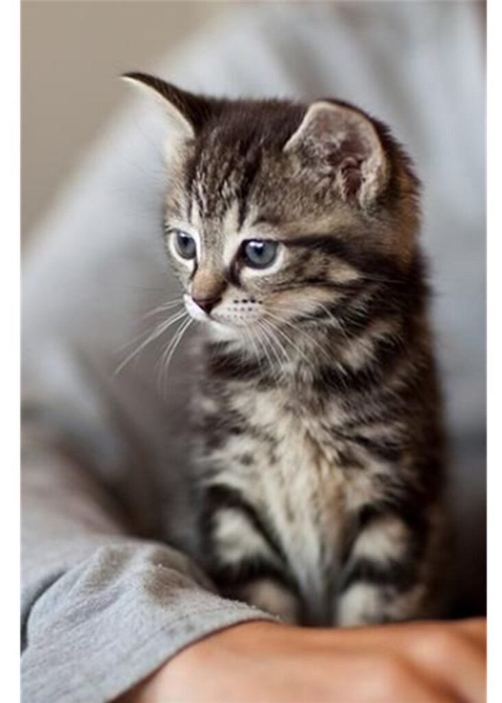 Котенок и чудо