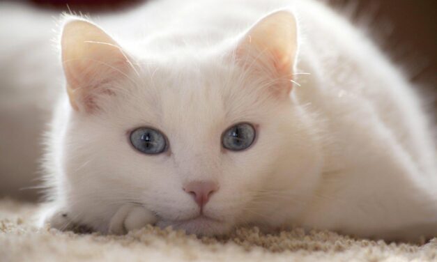 Лысик и Страшила