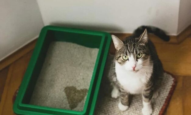 Лоток кота-философа