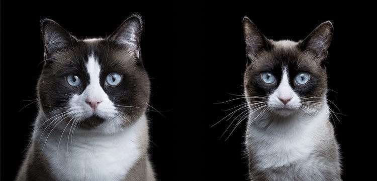 Портреты котов, подчеркивающие их личность