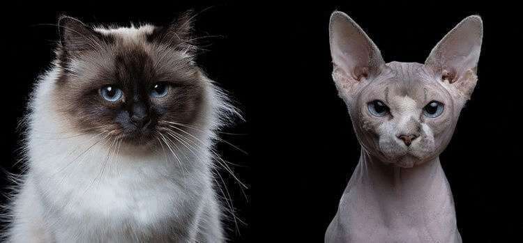 Портреты котов, подчеркивающие их личность