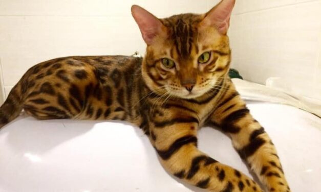 Скрябин кот, который кошка