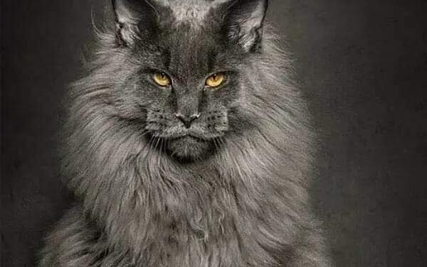 Марта защитница