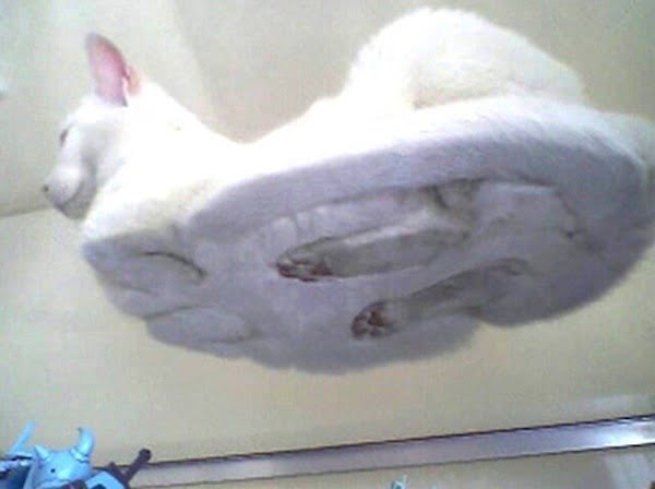 Котики на стеклянных столах - невозможно не фоткать