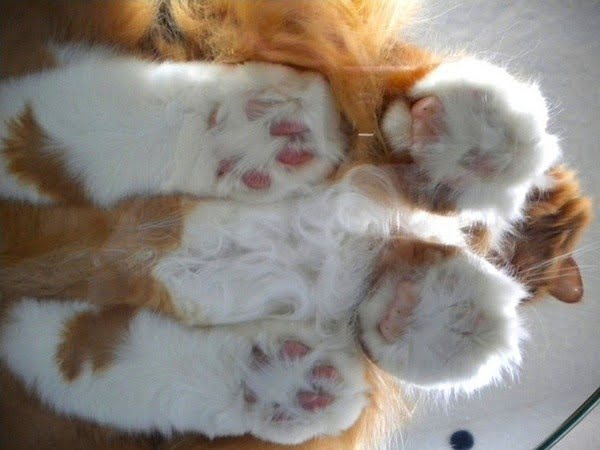 Котики на стеклянных столах - невозможно не фоткать