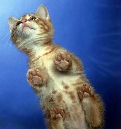 Котики на стеклянных столах - невозможно не фоткать