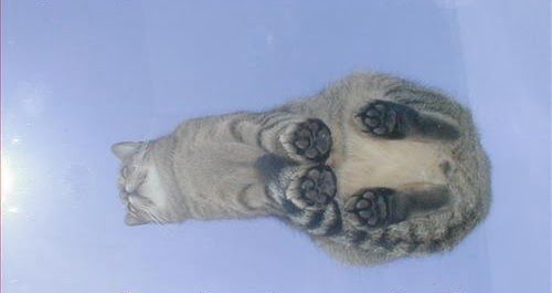Котики на стеклянных столах - невозможно не фоткать